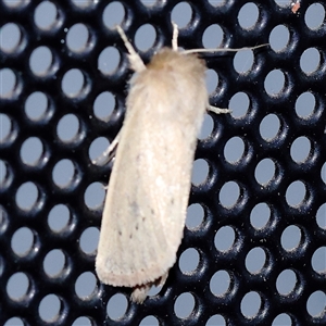 Leucania abdominalis at Turner, ACT - 22 Dec 2024