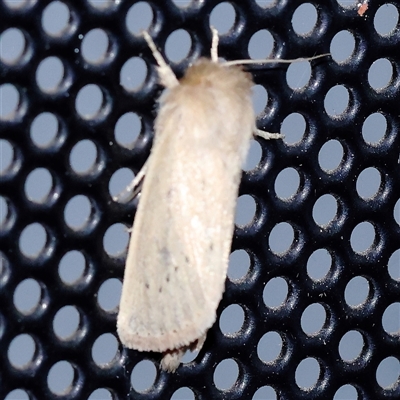 Leucania abdominalis (Leucania abdominalis) at Turner, ACT - 22 Dec 2024 by ConBoekel