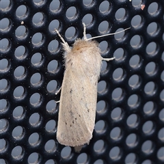 Leucania abdominalis at Turner, ACT - 22 Dec 2024