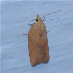 Merophyas divulsana (Lucerne Leafroller) at Turner, ACT - 22 Dec 2024 by ConBoekel