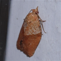 Epiphyas postvittana (Light Brown Apple Moth) at Turner, ACT - 22 Dec 2024 by ConBoekel