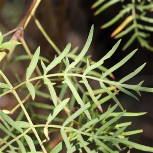 Polyscias sambucifolia subsp. Bipinnate leaves (J.H.Ross 3967) Vic. Herbarium at O'Connor, ACT - 24 Dec 2024 10:50 AM