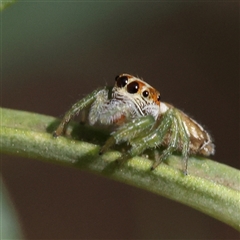 Opisthoncus sp. (genus) (Unidentified Opisthoncus jumping spider) at O'Connor, ACT - 23 Dec 2024 by ConBoekel