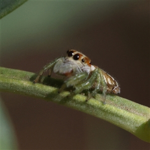 Opisthoncus sp. (genus) at O'Connor, ACT - 24 Dec 2024