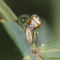 Opisthoncus sp. (genus) at O'Connor, ACT - 24 Dec 2024