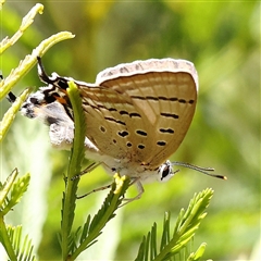 Jalmenus sp. (genus) (An unidentified hairstreak butterfly) at O'Connor, ACT - 24 Dec 2024 by ConBoekel