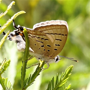 Jalmenus sp. (genus) at O'Connor, ACT by ConBoekel