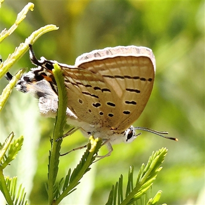 Jalmenus sp. (genus) (An unidentified hairstreak butterfly) at O'Connor, ACT - 24 Dec 2024 by ConBoekel