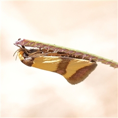 Chrysonoma fascialis (A Concealer moth (Wingia group) at O'Connor, ACT - 23 Dec 2024 by ConBoekel