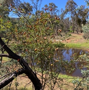 Rosa rubiginosa at Watson, ACT - 19 Jan 2025