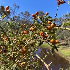 Rosa rubiginosa at Watson, ACT - 19 Jan 2025