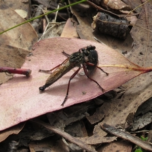 Zosteria sp. (genus) at Cotter River, ACT - 18 Jan 2025