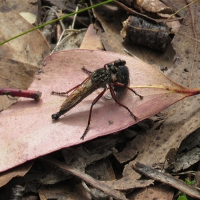 Zosteria sp. (genus) (Common brown robber fly) at Cotter River, ACT - 18 Jan 2025 by dgb900