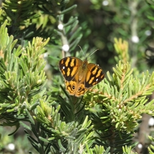 Heteronympha banksii at Cotter River, ACT - 18 Jan 2025