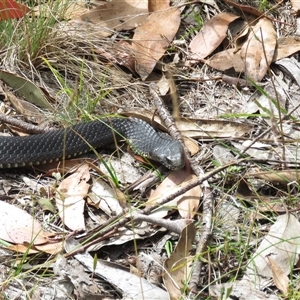 Austrelaps ramsayi (Highlands Copperhead) at Cotter River, ACT by dgb900