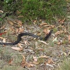 Austrelaps ramsayi at Cotter River, ACT - 18 Jan 2025 10:33 AM