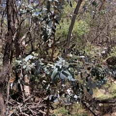 Eucalyptus globulus subsp. bicostata (Southern Blue Gum, Eurabbie) at Watson, ACT - 19 Jan 2025 by waltraud