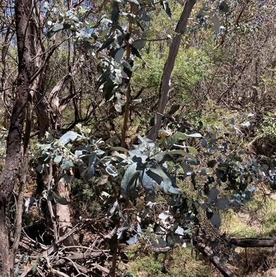 Eucalyptus globulus subsp. bicostata (Southern Blue Gum, Eurabbie) at Watson, ACT - 19 Jan 2025 by waltraud