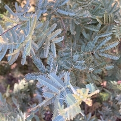 Acacia baileyana x Acacia dealbata (Cootamundra Wattle x Silver Wattle (Hybrid)) at Watson, ACT - 20 Jan 2025 by waltraud