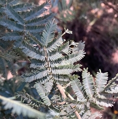 Acacia baileyana x Acacia dealbata at Watson, ACT - 20 Jan 2025 01:00 PM