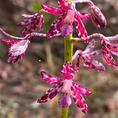 Dipodium variegatum (Blotched Hyacinth Orchid) at Bonny Hills, NSW - 23 Jan 2025 by pls047