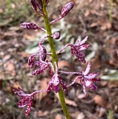 Dipodium variegatum at Bonny Hills, NSW - suppressed