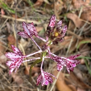 Dipodium variegatum at Bonny Hills, NSW - suppressed