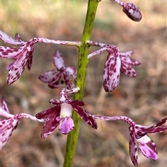 Dipodium variegatum at Bonny Hills, NSW - suppressed
