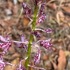 Dipodium variegatum at Bonny Hills, NSW - suppressed