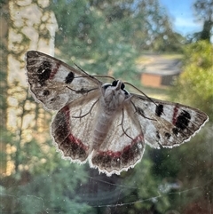 Crypsiphona ocultaria (Red-lined Looper Moth) at Belconnen, ACT - 22 Jan 2025 by Spectregram