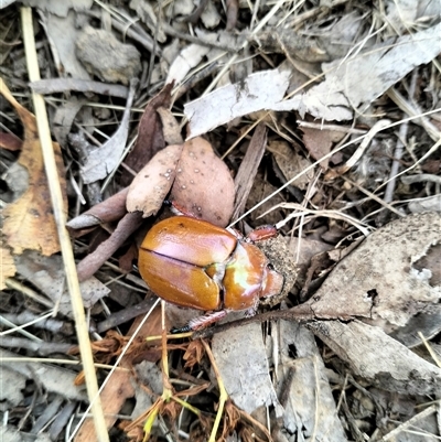 Anoplognathus sp. (genus) at Pialligo, ACT - 14 Jan 2025 by Zoed