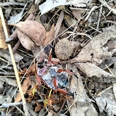 Anoplognathus hirsutus at Pialligo, ACT - 14 Jan 2025 06:06 PM
