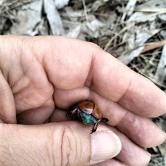 Anoplognathus hirsutus at Pialligo, ACT - 14 Jan 2025 06:06 PM