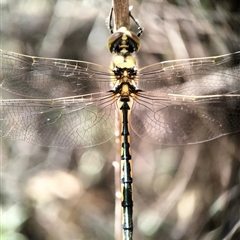 Hemicordulia tau (Tau Emerald) at Queanbeyan, NSW - 27 Dec 2024 by Zoed