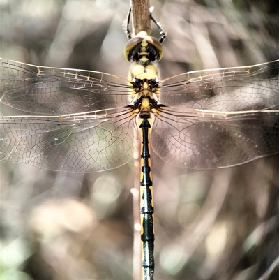 Hemicordulia tau (Tau Emerald) at Queanbeyan, NSW - 27 Dec 2024 by Zoed