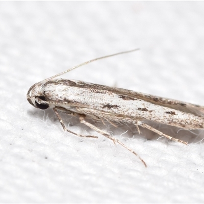 Thiotricha anticentra (A Twirler moth (Thiotrichinae)) at Jerrabomberra, NSW - 22 Jan 2025 by DianneClarke