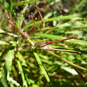 Grevillea aspleniifolia at Tianjara, NSW by RobG1