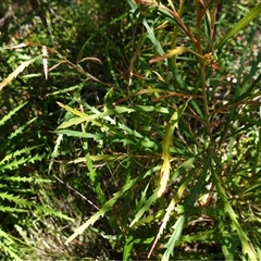 Grevillea aspleniifolia at Tianjara, NSW - 8 Nov 2024 10:36 AM