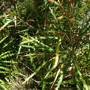 Grevillea aspleniifolia at Tianjara, NSW - 8 Nov 2024 10:36 AM