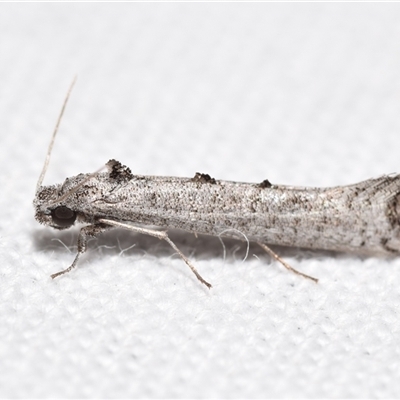 Micrerethista nigrapex (A Tineid moth (Harmacloninae)) by DianneClarke