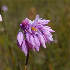 Sowerbaea juncea (Vanilla Lily) at Tianjara, NSW - 8 Nov 2024 by RobG1