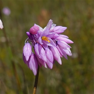 Sowerbaea juncea (Vanilla Lily) at Tianjara, NSW by RobG1