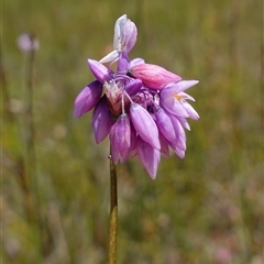 Sowerbaea juncea at Tianjara, NSW - suppressed
