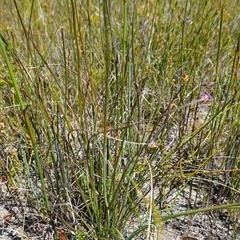 Sowerbaea juncea at Tianjara, NSW - suppressed