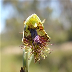 Calochilus campestris (Copper Beard Orchid) at Tianjara, NSW - 8 Nov 2024 by RobG1