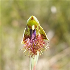 Calochilus campestris at Tianjara, NSW - suppressed