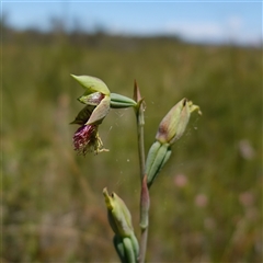 Calochilus campestris at Tianjara, NSW - suppressed