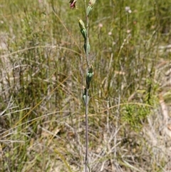 Calochilus campestris at Tianjara, NSW - suppressed