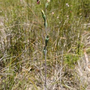 Calochilus campestris at Tianjara, NSW - suppressed