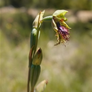 Calochilus campestris at Tianjara, NSW - suppressed